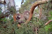 Koala. Austr�lie.