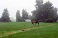 New Forest rezervace. Velk� Brit�nie.