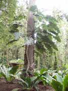 De�tn� prales. N�rodn� park Cahuita. Kostarika.