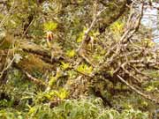 Ml�n� prales. Cerro De la Muerte. Kostarika.