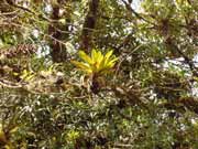 Ml�n� prales. Cerro De la Muerte. Kostarika.