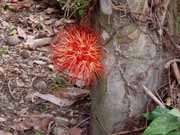 Kv�tina. Kostarika.