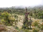 Horsk� louka, zde naz�van� paramo. Kostarika.