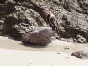 Hn�d� pelik�n. Kostarika.