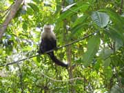 Kapuc�nsk� opice. N�rodn� park Manuel Antonio. Kostarika.