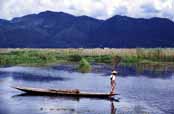 �ivot na jeze�e Inle. Myanmar (Barma).
