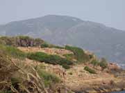 Tipaza. Al��rsko.