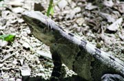 Iguana, Chichen Itza. Mexiko.