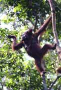 Orangutan v n�rodn�m parku Tanjung Puting. Kalimantan, Indon�sie.