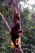 Orangutan v n�rodn�m parku Tanjung Puting. Kalimantan, Indon�sie.