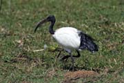 Ibis posv�tn� (Threskiornis aethiopicus), jezero Ziway. Jih,  Etiopie.