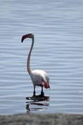 Plame��k r��ov� (Phoenicopterus ruber), jezero Shala. Jih,  Etiopie.
