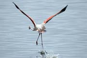 Plame��k r��ov� (Phoenicopterus ruber), jezero Shala. Jih,  Etiopie.