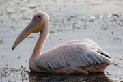 Pelik�n africk� (Pelecanus rufescens), jezero Shala. Jih,  Etiopie.
