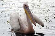 Pelik�n africk� (Pelecanus rufescens), jezero Shala. Jih,  Etiopie.