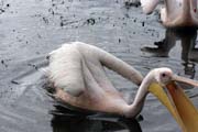 Pelik�n africk� (Pelecanus rufescens), jezero Shala. Jih,  Etiopie.