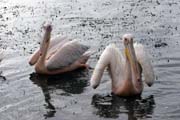 Pelik�n africk� (Pelecanus rufescens), jezero Shala. Jih,  Etiopie.