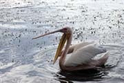 Pelik�n africk� (Pelecanus rufescens), jezero Shala. Jih,  Etiopie.