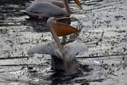 Pelik�n africk� (Pelecanus rufescens), jezero Shala. Jih,  Etiopie.
