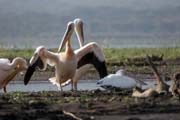 Pelyk�n africk� (Pelecanus rufescens), Arba Minch. Jih,  Etiopie.