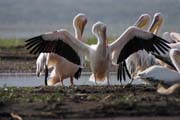 Pelyk�n africk� (Pelecanus rufescens), Arba Minch. Jih,  Etiopie.