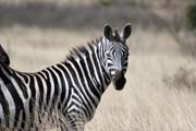 Zebra, N�rodn� park Nechisar. Jih,  Etiopie.