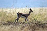 Antilopa Impala, N�rodn� park Nechisar. Jih,  Etiopie.