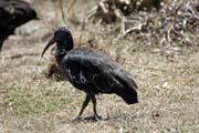 Ibis, N�rodn� park Bale Mountain. Jih,  Etiopie.
