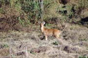 Bohor reedbuck. N�rodn� park Bale Mountain. Jih,  Etiopie.