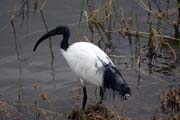 Ibis posv�tn� (Threskiornis aethiopicus). Jih,  Etiopie.