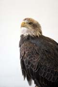 Orel b�lohlav� (Haliaeetus leucocephalus), �eka Mississippi, Wabasha, Minnesota. Spojen� st�ty americk�.