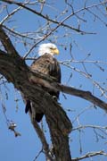 Orel b�lohlav� (Haliaeetus leucocephalus), �eka Mississippi, Wabasha, Minnesota. Spojen� st�ty americk�.