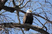 Orel b�lohlav� (Haliaeetus leucocephalus), �eka Mississippi, Wabasha, Minnesota. Spojen� st�ty americk�.