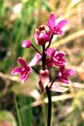 Mal� orchidej. Papua,  Indon�sie.