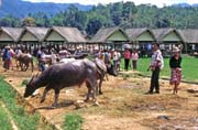 Prodej buvol� na velk�m t�denn�m trhu ve m�st� Rantepao, oblast Tana Toraja. Sulawesi, Indon�sie.