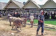 Prodej buvol� na velk�m t�denn�m trhu ve m�st� Rantepao, oblast Tana Toraja. Sulawesi, Indon�sie.