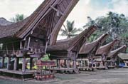 Tradi�n� domy tongkonan, oblast Tana Toraja. Sulawesi,  Indon�sie.