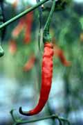 Pole s chilli paprickami u Bukittinggi. Indon�sie.