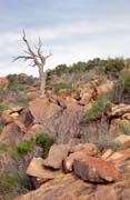N�rodn� park Flinders Ranges. Austr�lie.