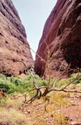 The Olgas (Kata Tjuta). Austr�lie.