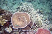 Kor�ly na Velk�m kor�lov�m �tesu (Great Barrier Reef). Austr�lie.