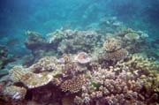 Kor�ly na Velk�m kor�lov�m �tesu (Great Barrier Reef). Austr�lie.