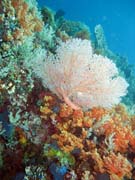 Pot�p�n� u ostrova Bangka, lokalita Sahaung. Sulawesi,  Indon�sie.