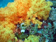 Pot�p�n� u ostrova Bangka, lokalita Sahaung. Sulawesi,  Indon�sie.