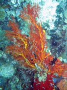 Pot�p�n� u ostrova Bangka, lokalita Sahaung. Sulawesi,  Indon�sie.