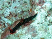 Nembrotha Nudibranch. Pot�p�n� u ostrova Bangka, lokalita Sahaung. Sulawesi,  Indon�sie.