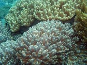 Pot�p�n� u ostrova Bangka, lokalita Sahaung. Sulawesi,  Indon�sie.