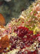 Pot�p�n� u ostrova Bunaken, lokalita Lekuan I. Sulawesi,  Indon�sie.