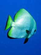 Pot�p�n� u ostrova Bunaken, lokalita Lekuan I. Sulawesi,  Indon�sie.