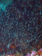 Pot�p�n� u ostrova Bunaken, lokalita Timur. Sulawesi,  Indon�sie.